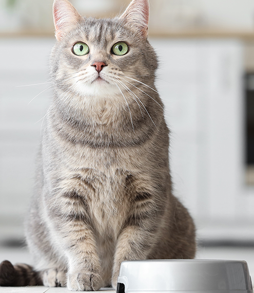 alimento para un gato exigente